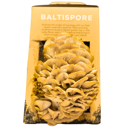 Golden Oyster “Ready-To-Fruit” Mushroom Grow Kit