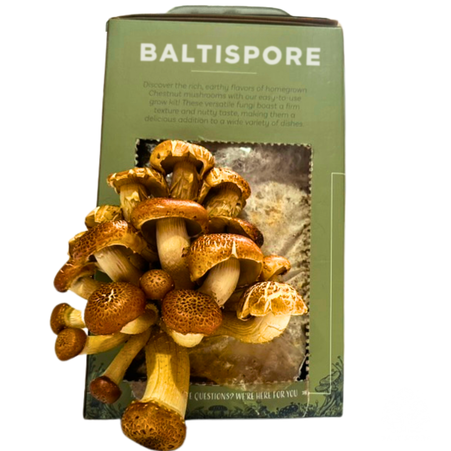 Chestnut “Ready-To-Fruit” Mushroom Grow Kit