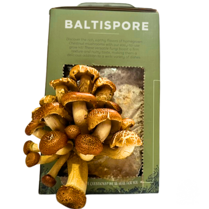 Chestnut “Ready-To-Fruit” Mushroom Grow Kit