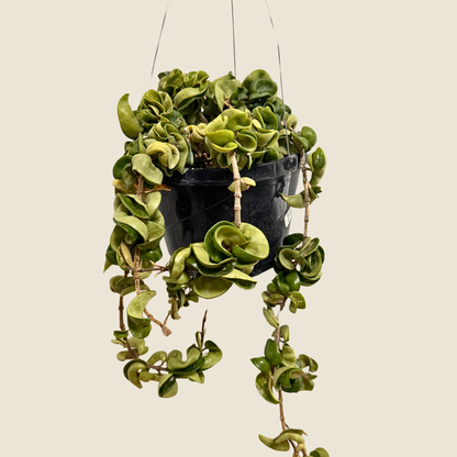 Hoya Rope