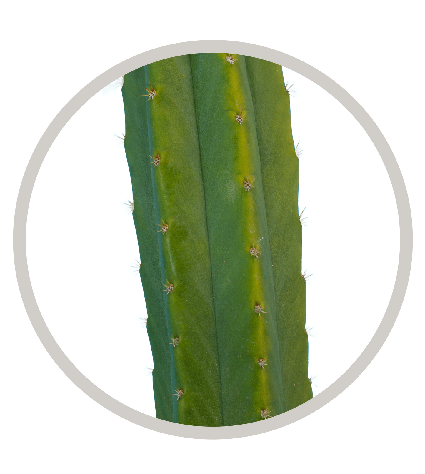 6-9 inch San Pedro Cactus - Echinopsis Pachanoi
