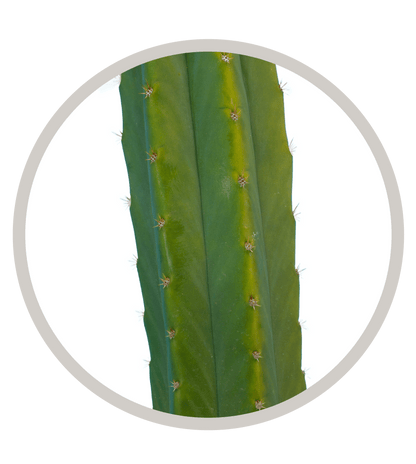 6-9 inch San Pedro Cactus - Echinopsis Pachanoi