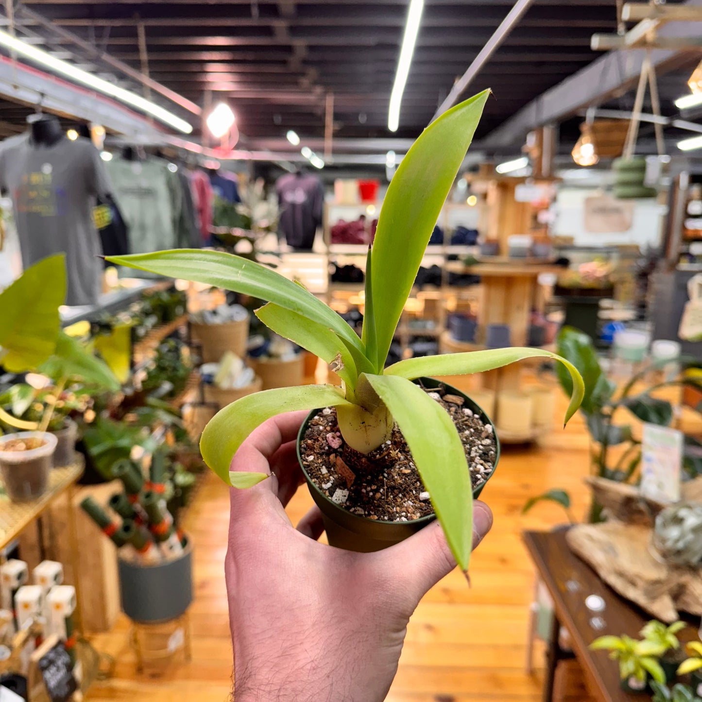 Agave Fox Tail