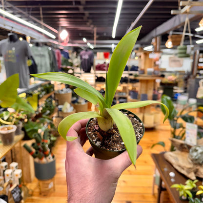 Agave Fox Tail
