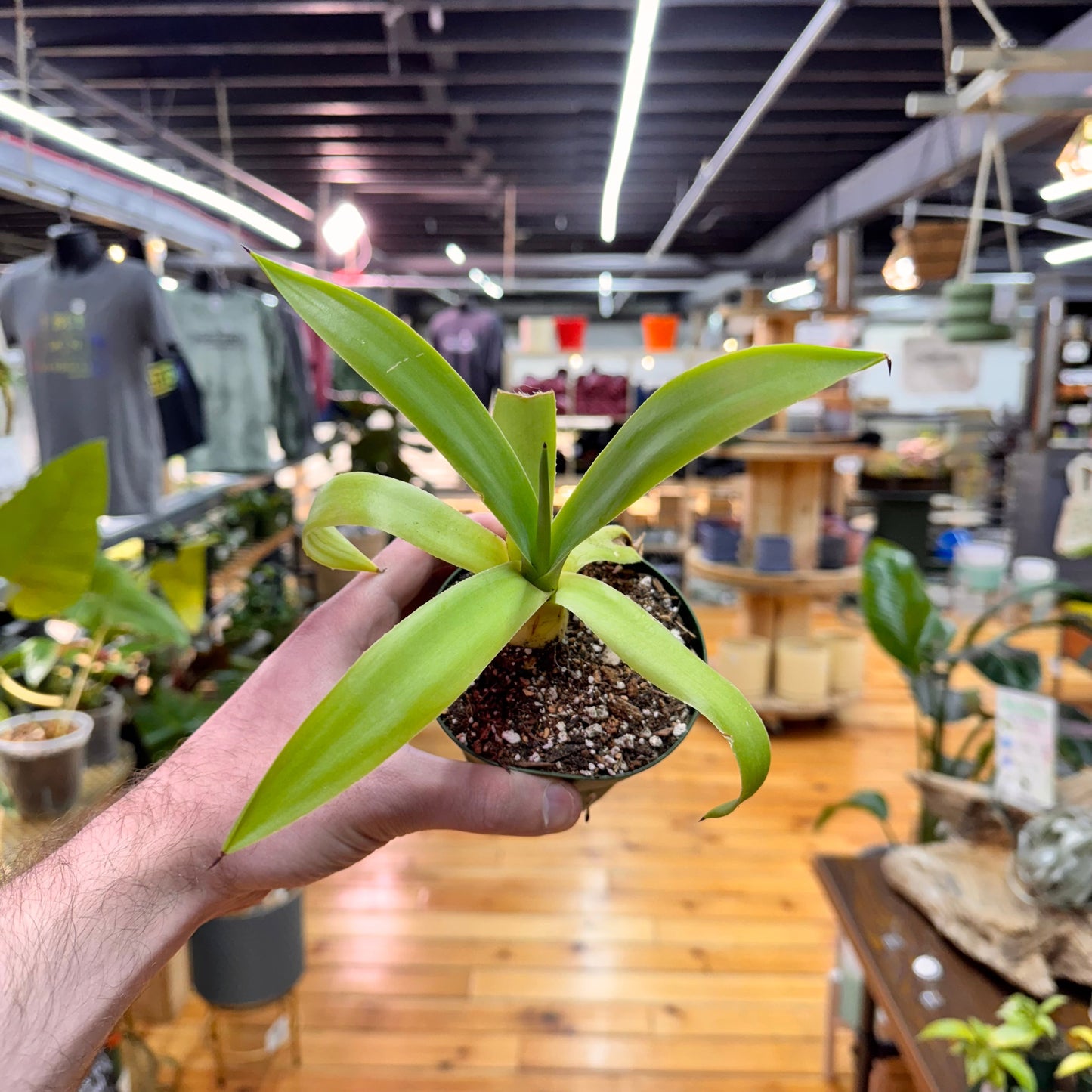 Agave Fox Tail
