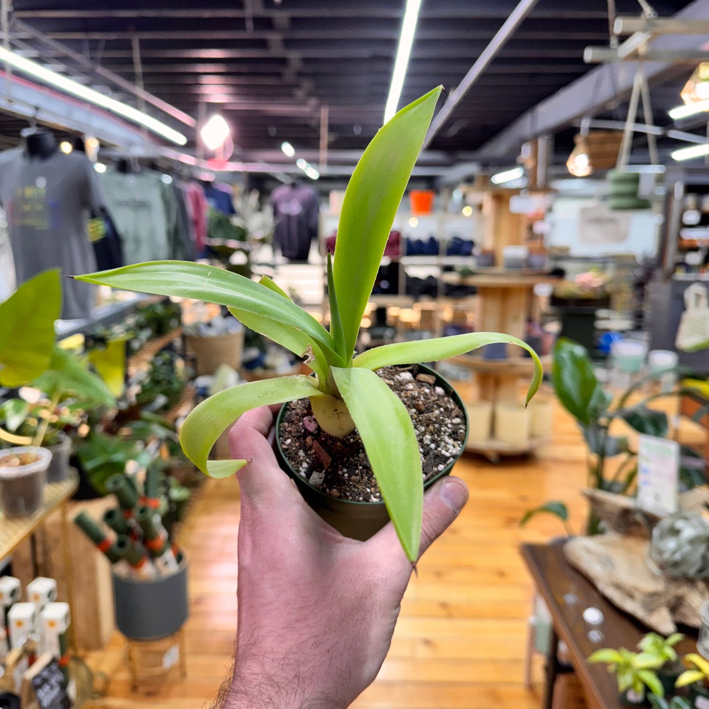 Agave Fox Tail