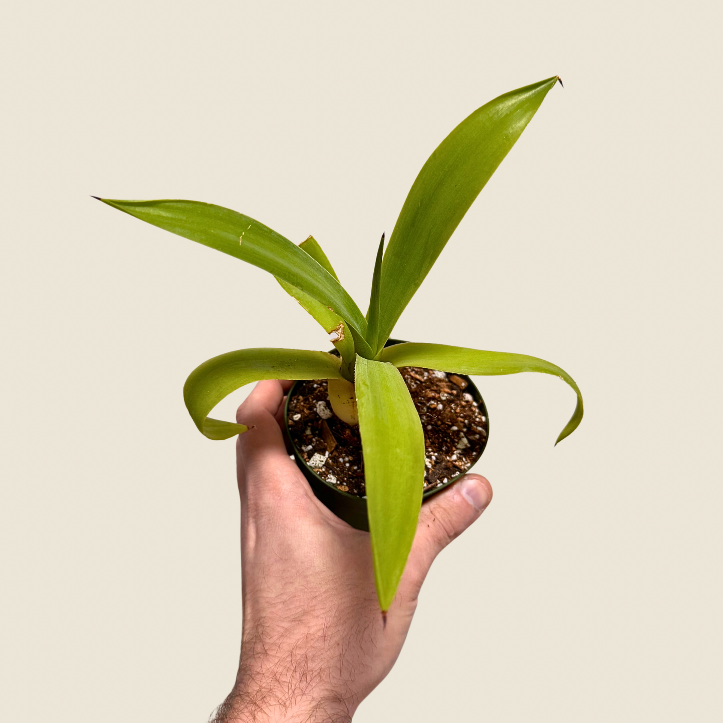 Agave Fox Tail
