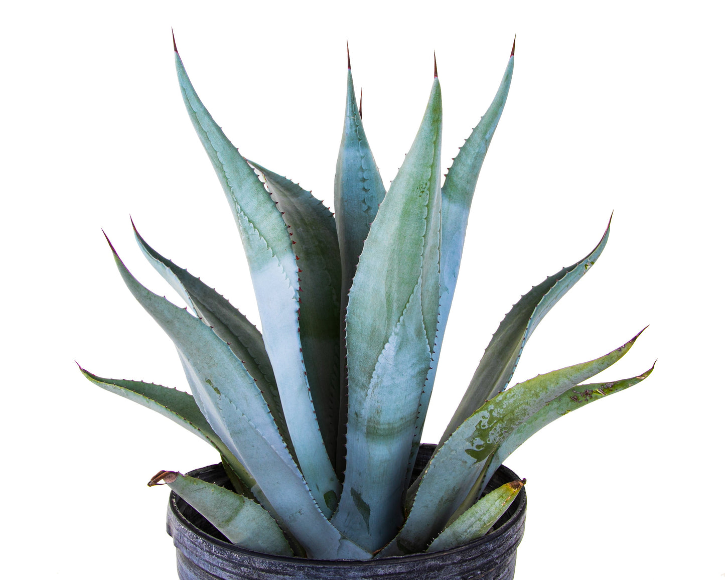 Agave Franzosinii
