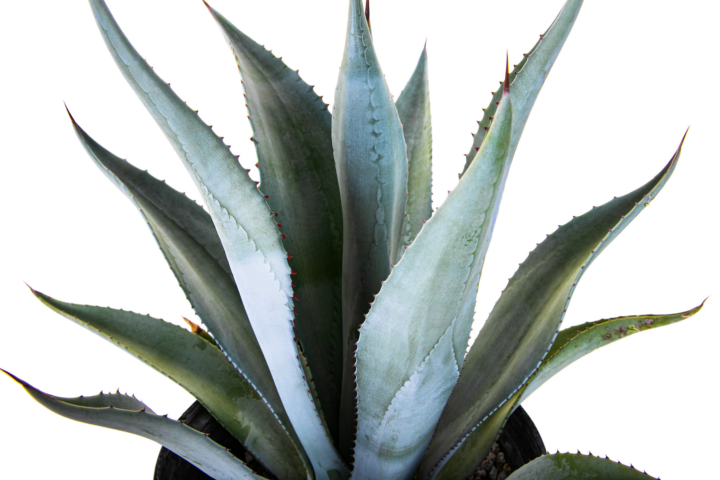 Agave Franzosinii