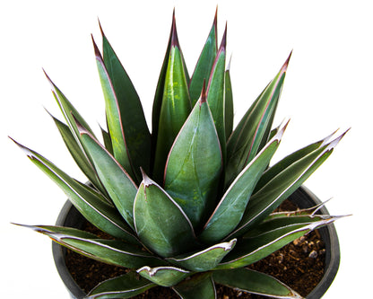 Arizona Smiles Agave