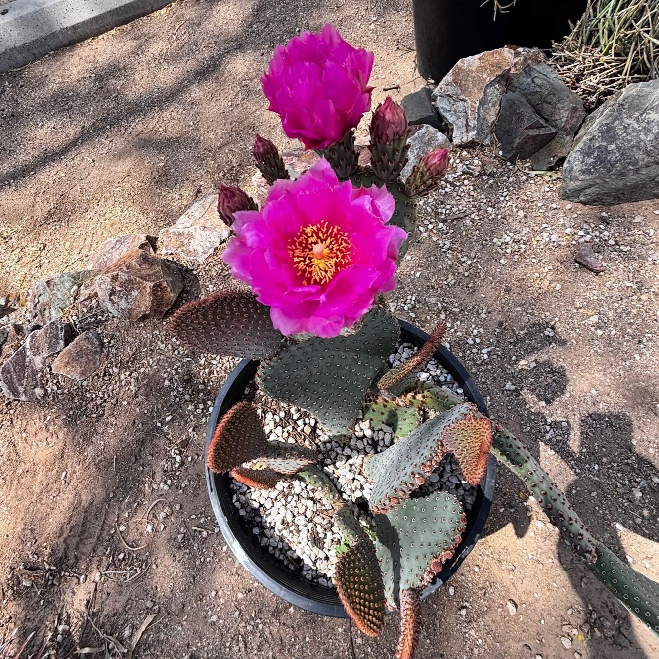 Beavertail Prickly Pear