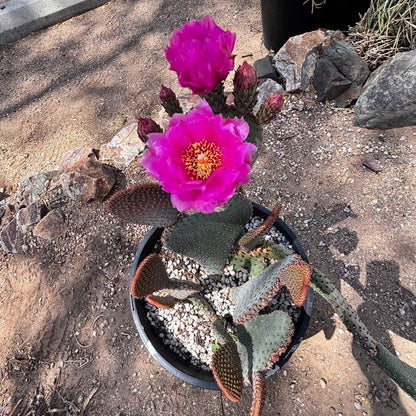 Beavertail Prickly Pear