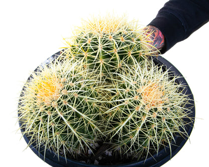 Golden Barrel Cactus