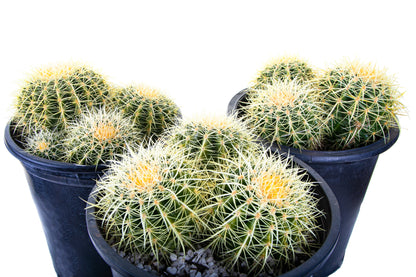 Golden Barrel Cactus