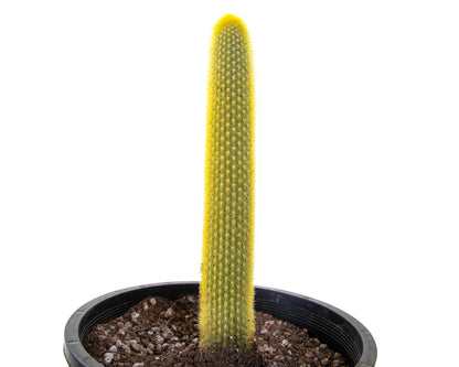 Golden Torch Cactus