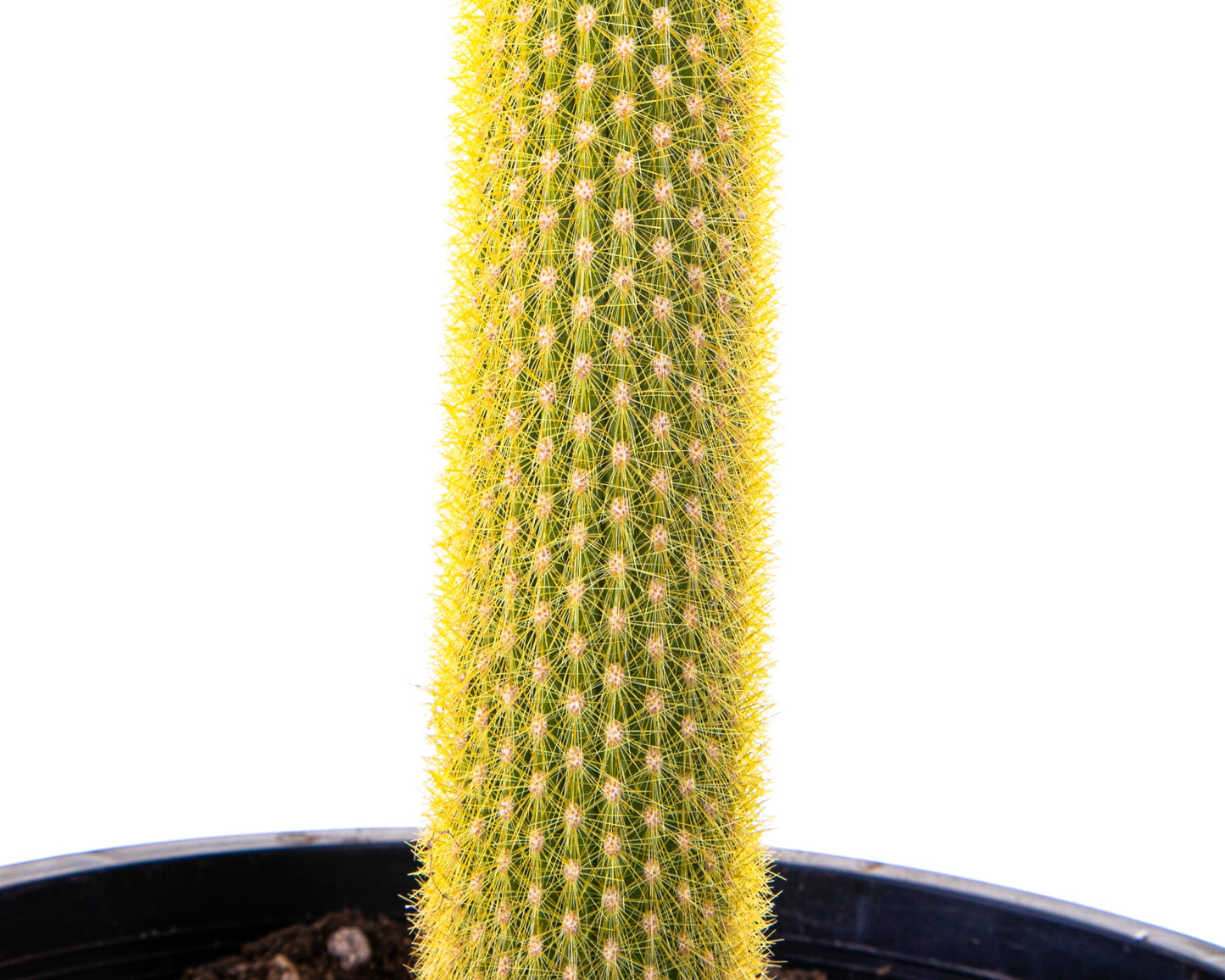 Golden Torch Cactus