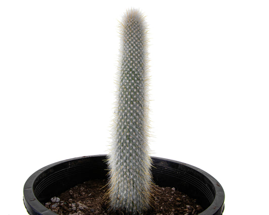 Silver Torch Cactus