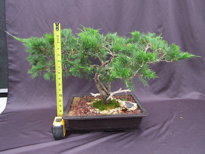 66 Year Old Savin Juniper Specimen Bonsai Tree