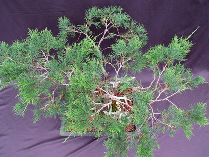 66 Year Old Savin Juniper Specimen Bonsai Tree