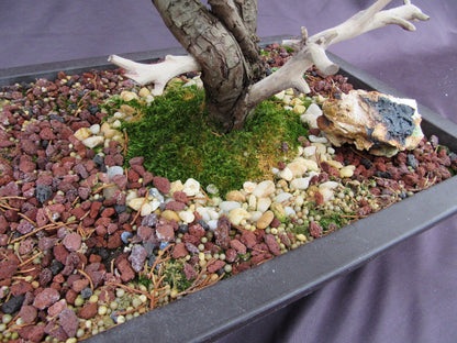 66 Year Old Savin Juniper Specimen Bonsai Tree