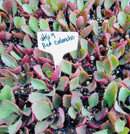 #69 Red Kalanchoe