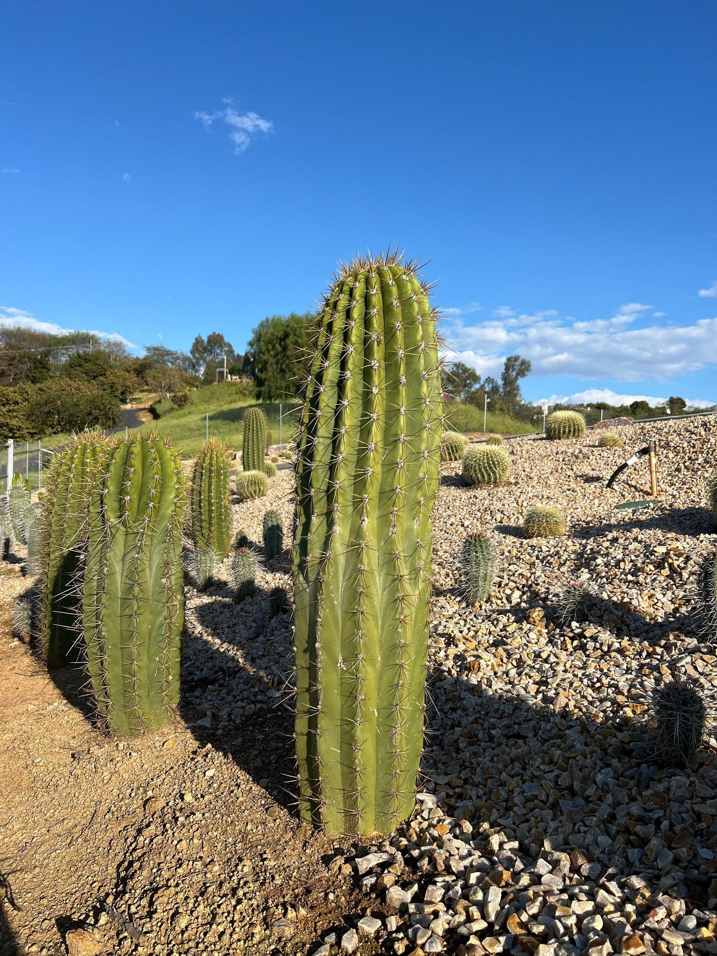 Argentine Saguaro - Echinopsis terscheckii or Trichocereus terscheckii