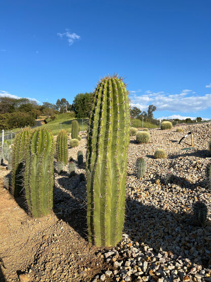 Argentine Saguaro - Echinopsis terscheckii or Trichocereus terscheckii