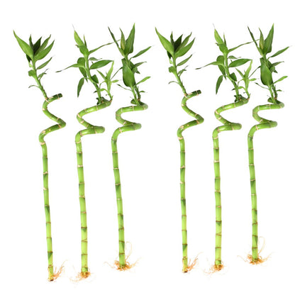 Lucky Bamboo Twists Water Plant MEDIUM