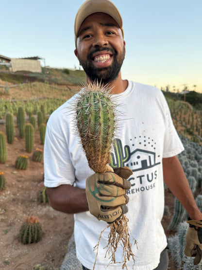 Mexican Giant Cardon (Elephant Cactus) - Pachycereus Pringlei