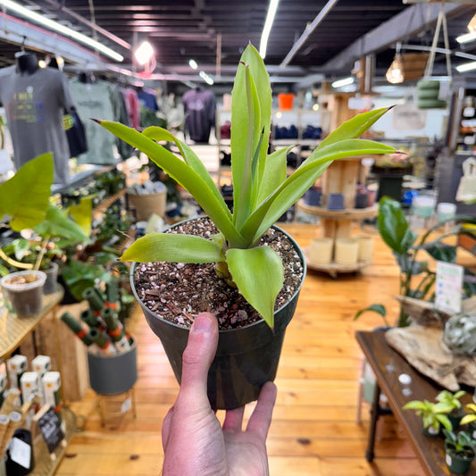 Agave Fox Tail