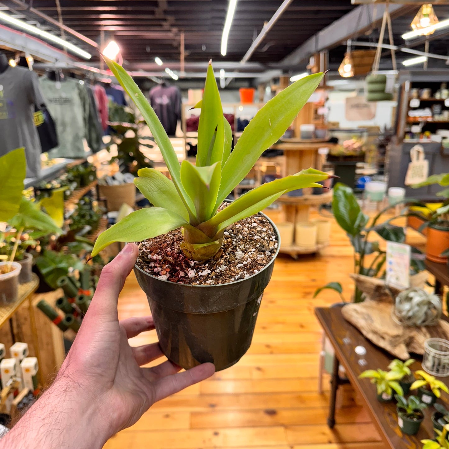 Agave Fox Tail