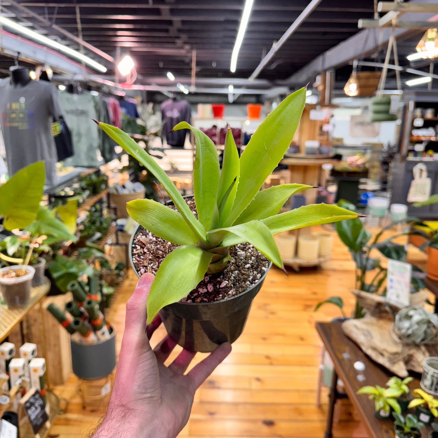 Agave Fox Tail