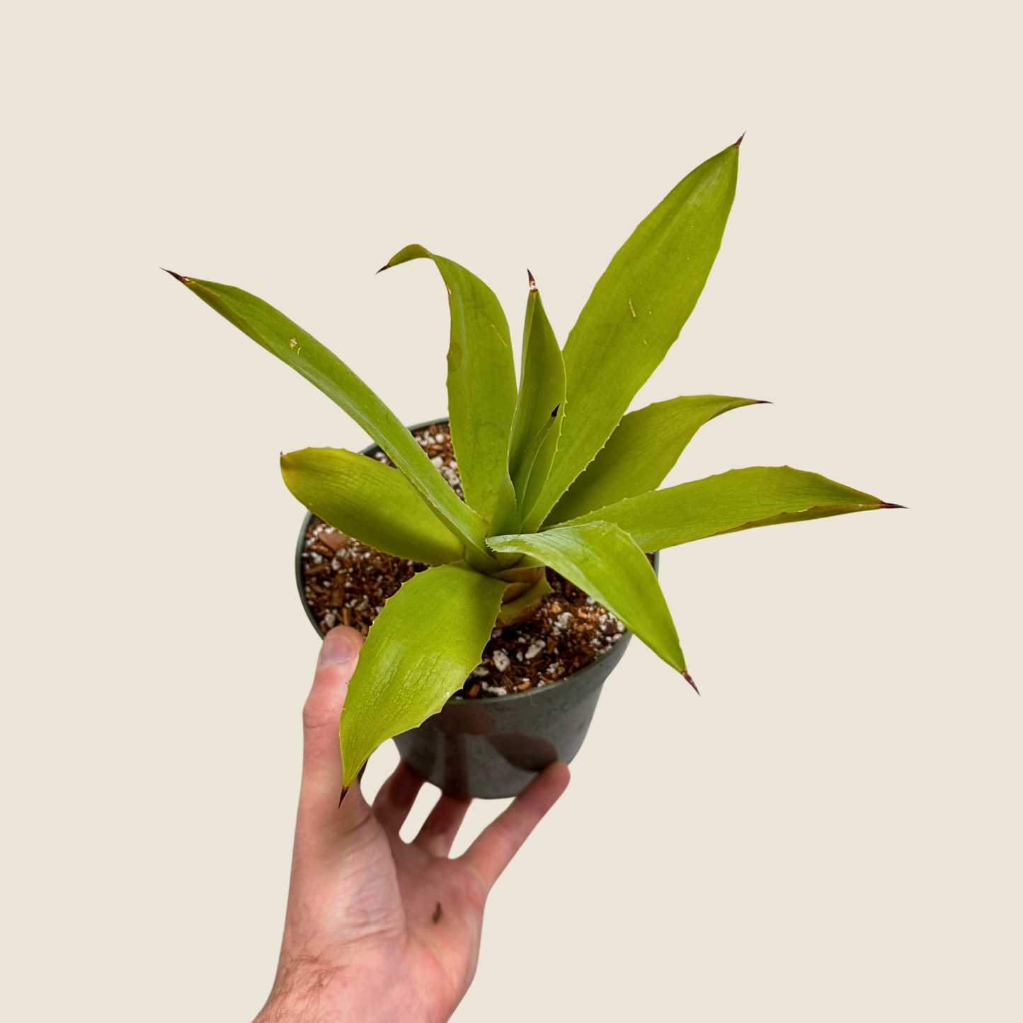 Agave Fox Tail