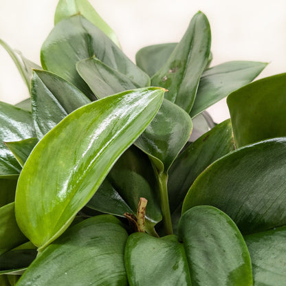 Scindapsus Platinum Java