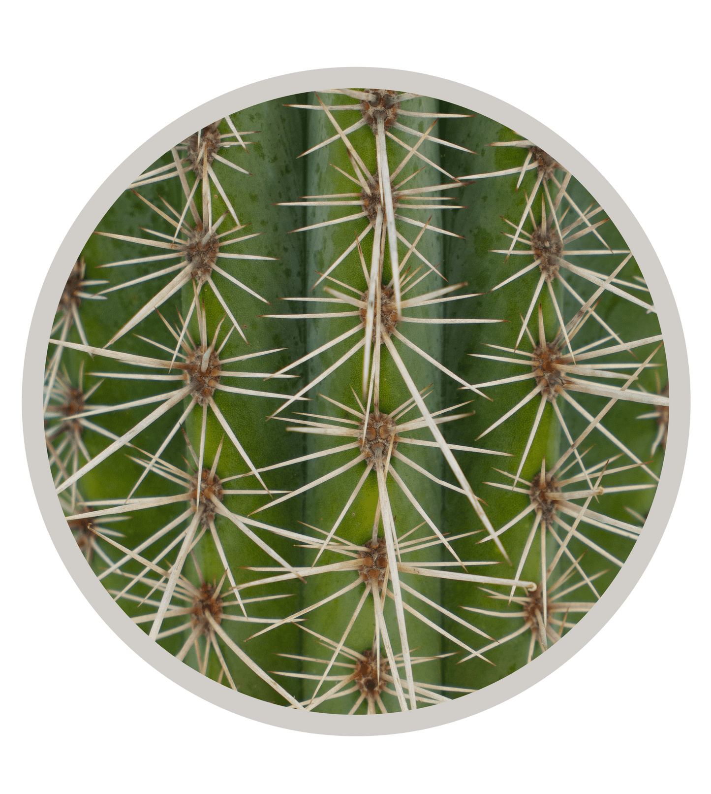 Mexican Giant Cardon (Elephant Cactus) - Pachycereus Pringlei