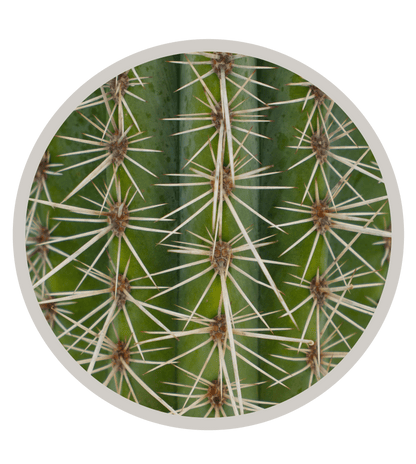 Mexican Giant Cardon (Elephant Cactus) - Pachycereus Pringlei