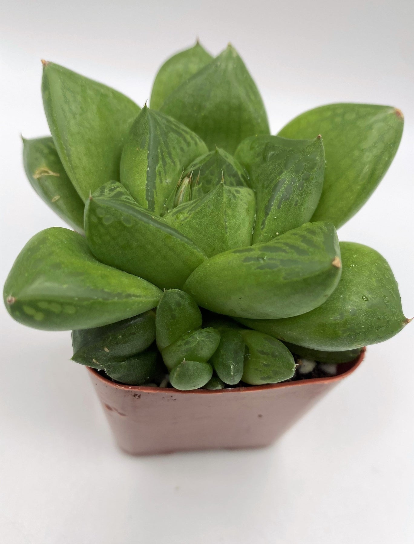 #91 Haworthia