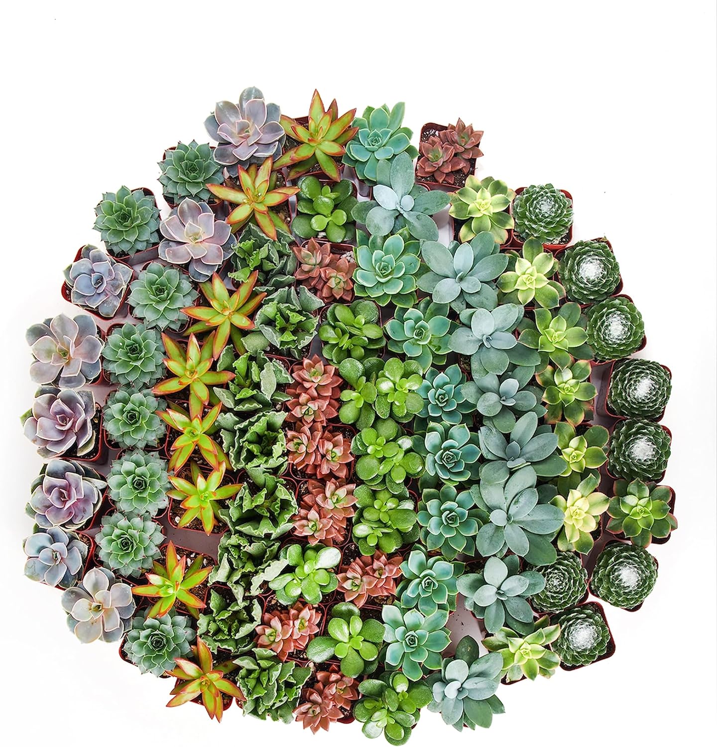 Assorted Mini Succulent Collection