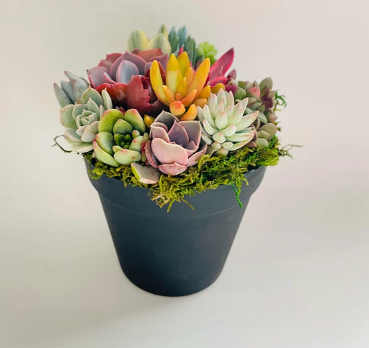 Rainbow Road Potted Succulent Garden - Ships Free!