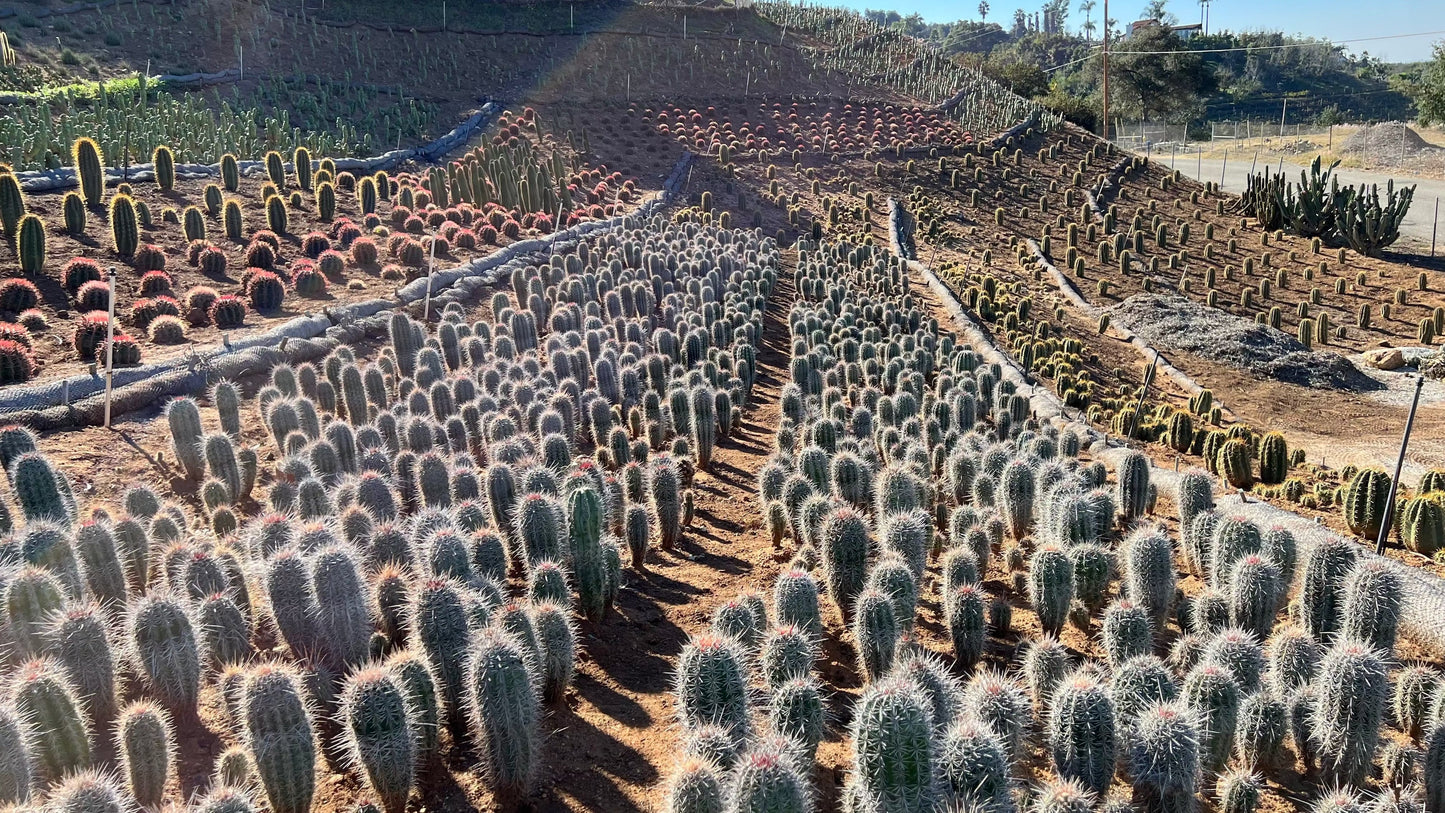 Mexican Giant Cardon (Elephant Cactus) - Pachycereus Pringlei
