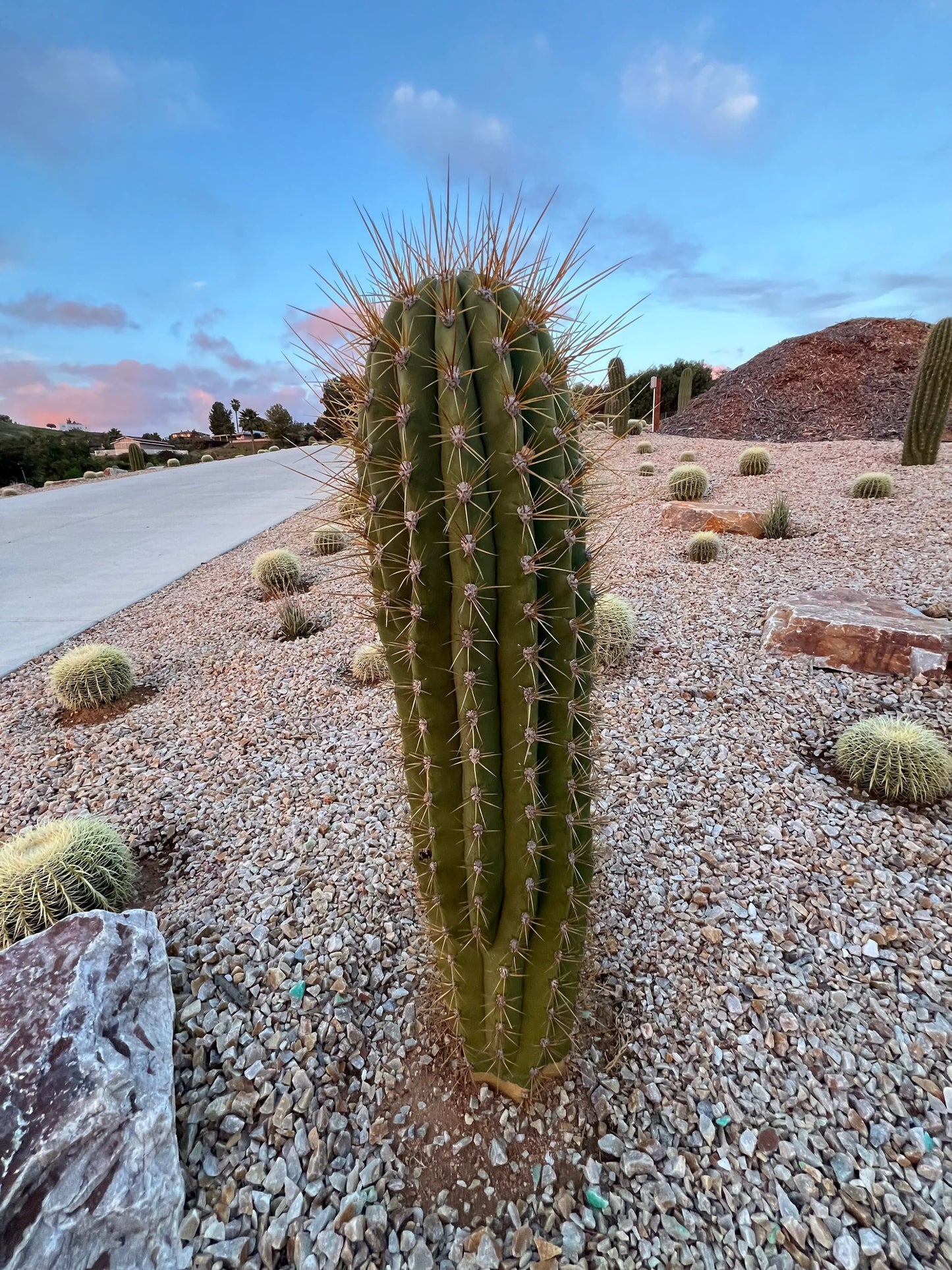 Argentine Saguaro - Echinopsis terscheckii or Trichocereus terscheckii