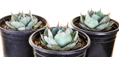 Agave Parryi Truncata