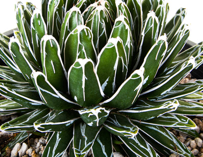 Queen Victoria Agave