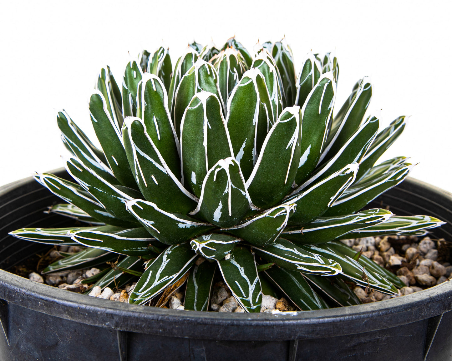 Queen Victoria Agave