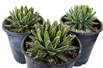 Variegated Queen Victoria Agave