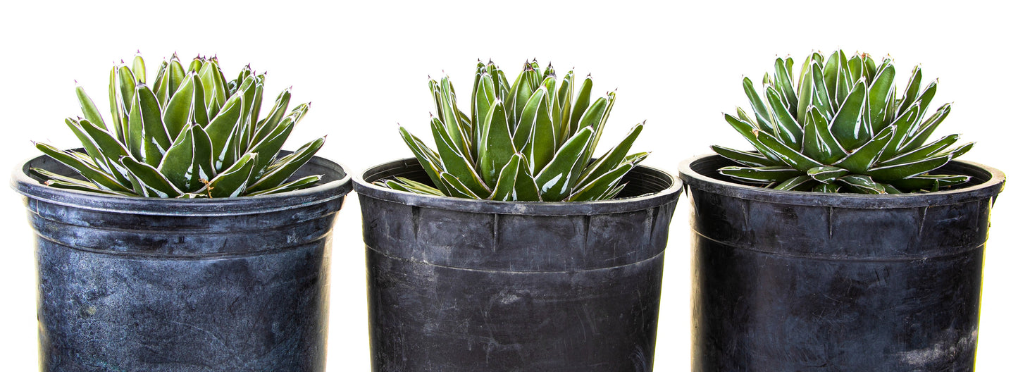 Variegated Queen Victoria Agave