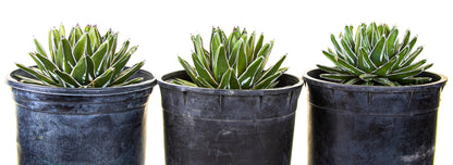 Variegated Queen Victoria Agave