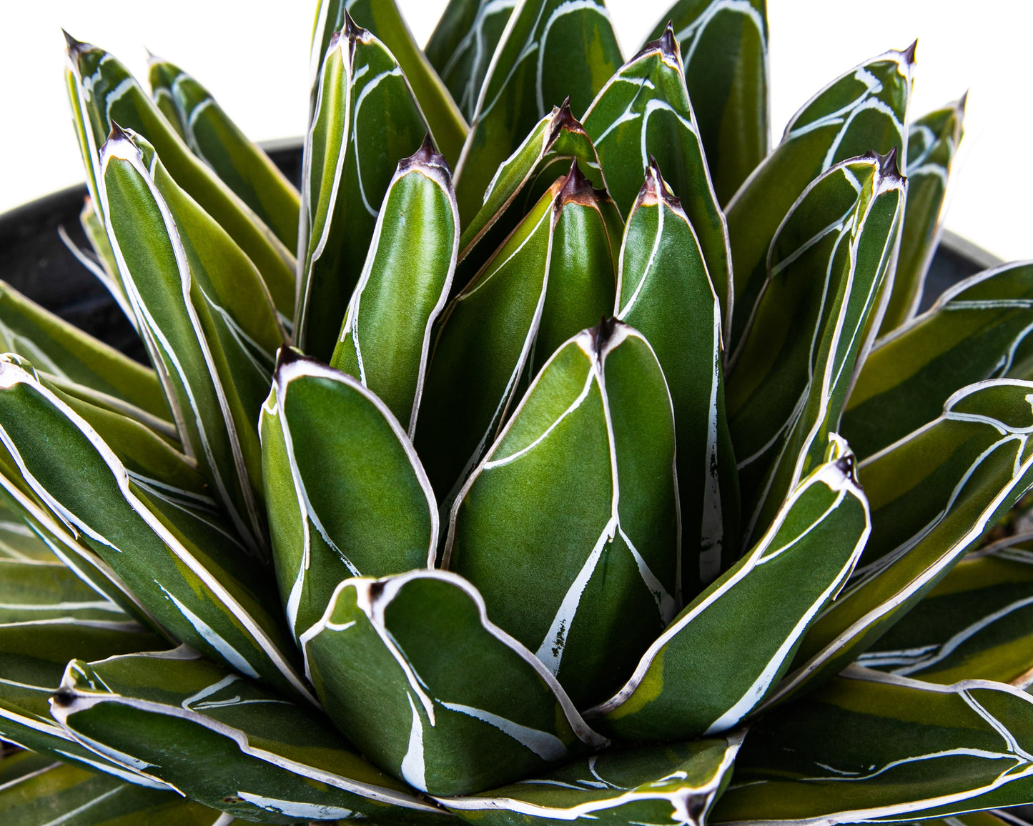 Variegated Queen Victoria Agave