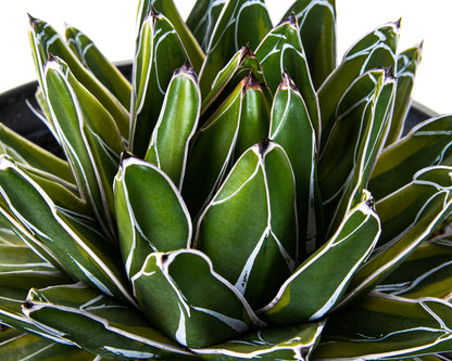 Variegated Queen Victoria Agave