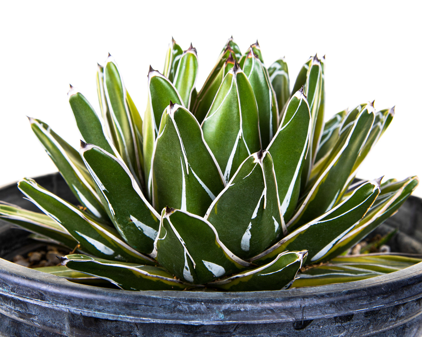 Variegated Queen Victoria Agave